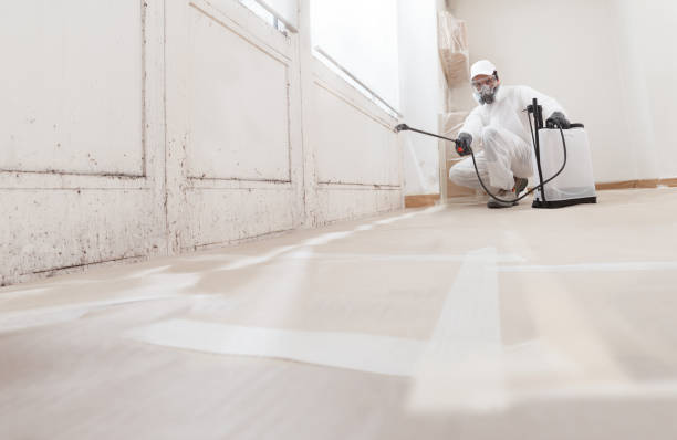 24/7 Emergency Basement Mold Remediation experts in Osseo, MN