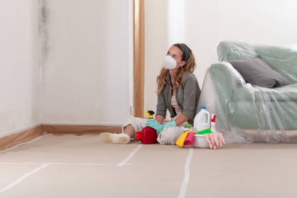 Trusted Basement Mold Remediation service in Osseo, MN - Cheap Mold Removal