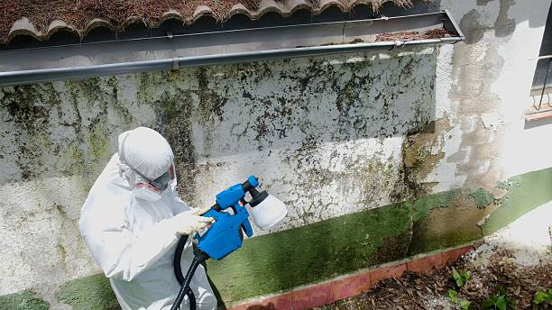 Trusted Mold Inspection service in Osseo, MN - Cheap Mold Removal